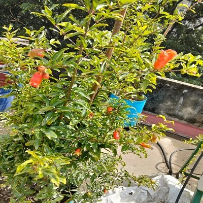 Plants and Seeds